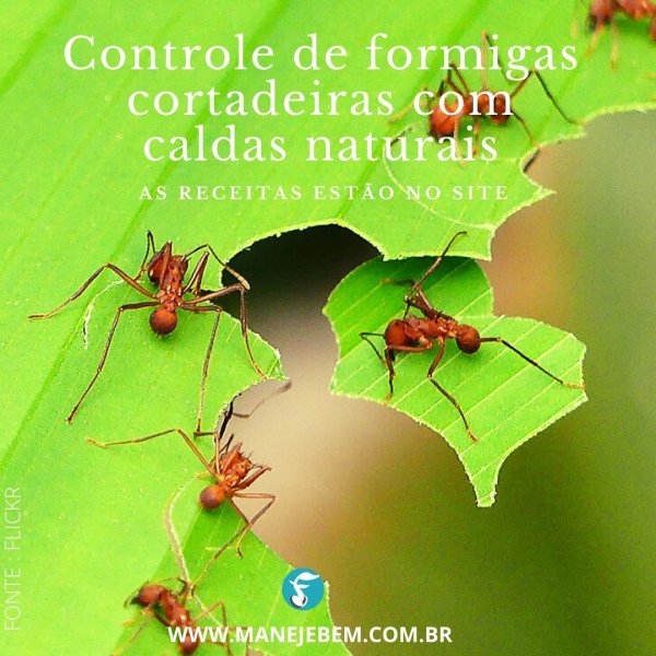 Controle De Formigas Cortadeiras Com Caldas Naturais Maneje Bem Fitocon 3904